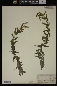 Potamogeton richardsonii image
