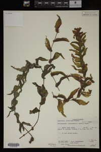 Potamogeton richardsonii image