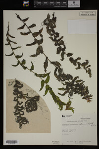 Potamogeton richardsonii image