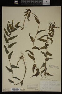 Potamogeton richardsonii image