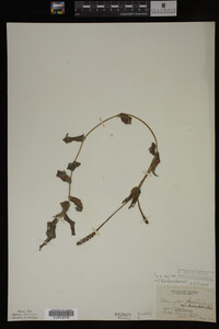 Potamogeton richardsonii image