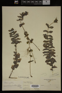 Potamogeton richardsonii image