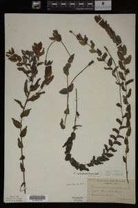 Potamogeton richardsonii image