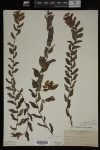 Potamogeton richardsonii image
