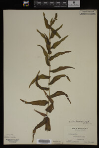 Potamogeton richardsonii image