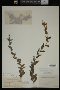 Potamogeton richardsonii image