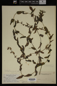 Potamogeton richardsonii image