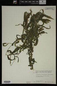 Potamogeton richardsonii image