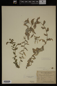 Potamogeton richardsonii image