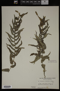 Potamogeton richardsonii image