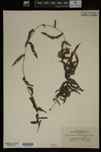 Potamogeton richardsonii image