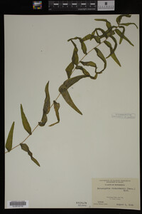 Potamogeton richardsonii image