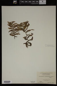 Potamogeton richardsonii image