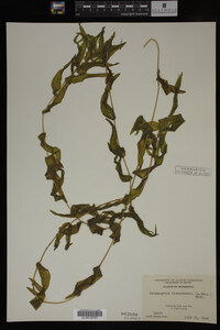 Potamogeton richardsonii image