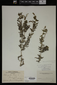 Potamogeton richardsonii image