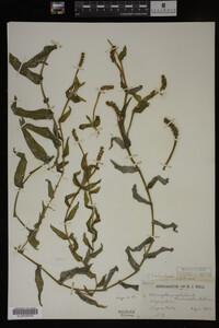 Potamogeton richardsonii image