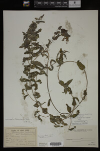 Potamogeton richardsonii image