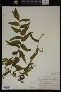 Potamogeton richardsonii image