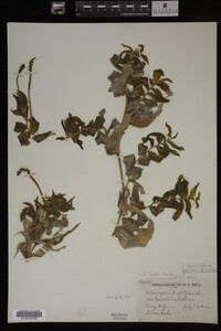 Potamogeton richardsonii image