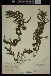 Potamogeton richardsonii image