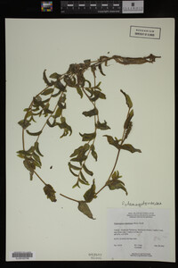 Potamogeton richardsonii image