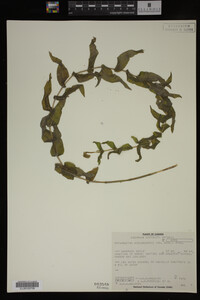 Potamogeton richardsonii image