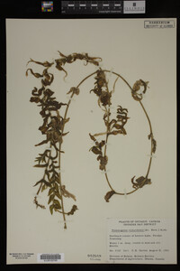 Potamogeton richardsonii image
