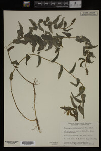 Potamogeton richardsonii image