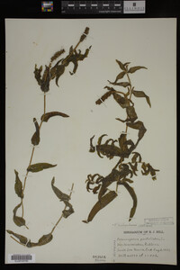 Potamogeton richardsonii image