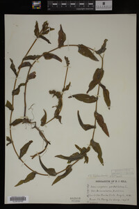 Potamogeton richardsonii image