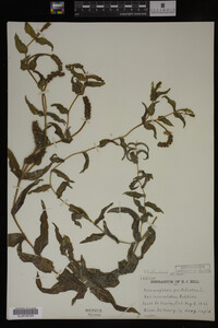 Potamogeton richardsonii image