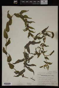 Potamogeton richardsonii image