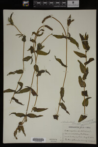 Potamogeton richardsonii image