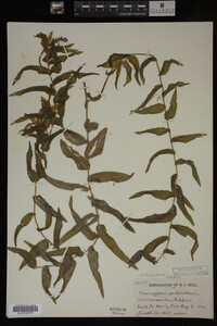 Potamogeton richardsonii image