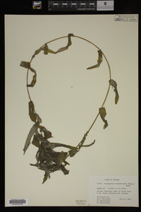 Potamogeton richardsonii image
