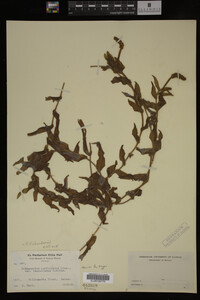 Potamogeton richardsonii image