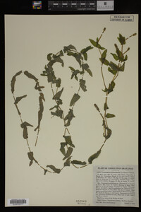 Potamogeton richardsonii image