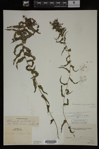 Potamogeton richardsonii image