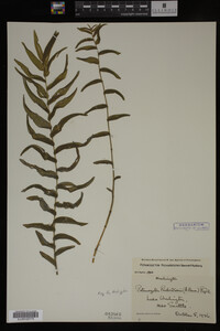Potamogeton richardsonii image