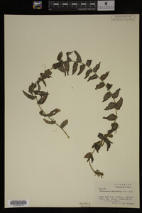 Potamogeton richardsonii image
