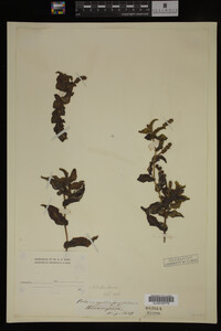 Potamogeton richardsonii image