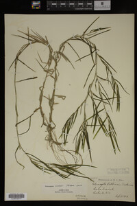 Potamogeton robbinsii image