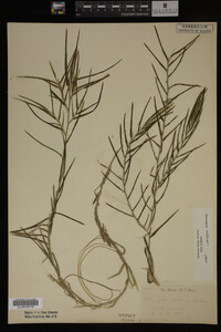 Potamogeton robbinsii image