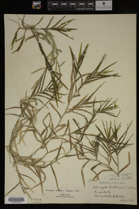 Potamogeton robbinsii image