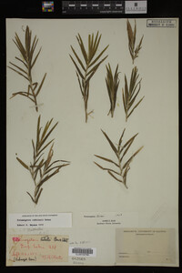 Potamogeton robbinsii image