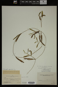Potamogeton gramineus image