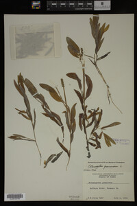 Potamogeton gramineus image