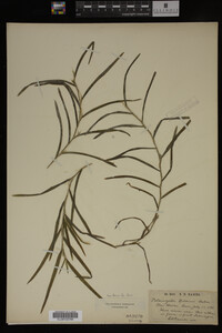 Potamogeton robbinsii image