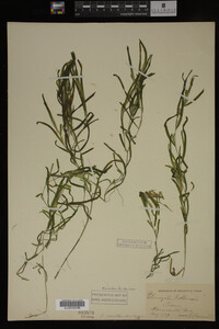 Potamogeton robbinsii image