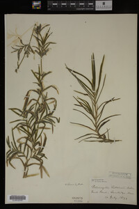 Potamogeton robbinsii image